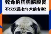 狗得脑炎怎么急救最晚救治时间,狗得脑炎能救过来吗