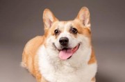柯基属于牧羊犬吗,柯基是牧羊的吗