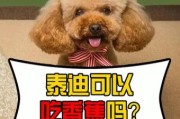 泰迪能吃香蕉吗 吃多少,两个月的泰迪能吃香蕉吗