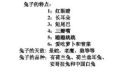 兔子耳朵的特点和外貌描写,兔子耳朵的特点和作用二年级