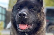 美系秋田犬图片,美系秋田犬多少钱一只