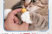 小猫能吃鸡蛋吗熟鸡蛋,小猫能吃鸡蛋黄吗