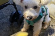 狗狗不能吃薯条,狗狗可以吃薯条吗