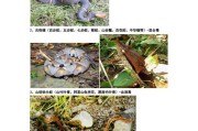 繁花林蛇：繁花似锦，蛇影斑斓,繁花林蛇：认识常见的蛇类，避免误解和伤害
