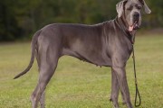 大丹犬价格多少钱一只,大丹犬价格2000,大丹犬价格幼犬价格