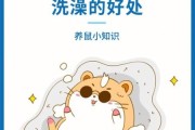 小仓鼠怎么洗澡,仓鼠能洗澡吗
