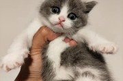 蓝猫英短猫(蓝猫英短的区别)