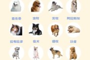 哪些大型犬适合家养？这十大品种性格超好！