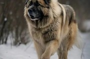 高加索犬价位,高加索犬视频大全