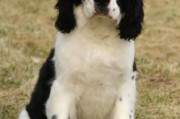 激飞猎犬报价,激飞猎犬的种类