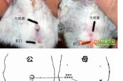 仓鼠性别一览表(幼龄仓鼠区分公母)