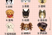 柯基智商是人的几岁？真的有那么聪明吗？新手必读知识！