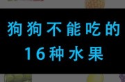 小狗能吃橘子吗为什么不能吃,狗狗能吃的十大水果