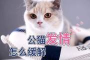 发情怎么办