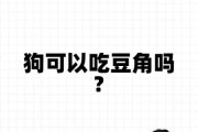 狗可以吃豆角吗,熟的,狗子能吃豆角么