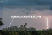 如何训练幼犬哈士奇定点大小便
