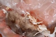 仓鼠死了会有病毒吗,仓鼠死了扔了还是埋了