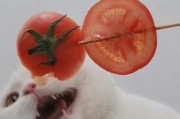 猫能吃番茄吗熟的,猫能吃番茄吗煮熟的