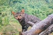 野猫肉：美味的诱惑还是潜在的风险？,吃野猫：一个关于健康与道德的双重思考