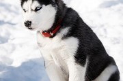 令⼈惊喜的智商(犬类智商榜第 33 名的雪橇犬)