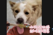狗子可以吃绿豆,狗狗可以吃绿豆吗雪糕吗