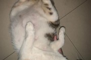 小猫多大母猫就不管了,小猫多少天会走路会跑