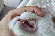 猫咪的牙齿之道,警惕猫咪口腔疾病的蛛丝马迹