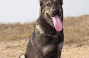 黑背犬价格波动,黑背犬价格大起底