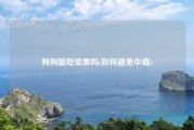 狗狗能吃坚果吗(如何避免中毒)