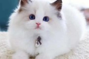 布偶猫多少钱一只幼崽,一只布偶猫多少钱一只