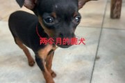 养小鹿犬人的运气怎么样,小鹿犬公的好还是母的好