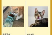 揭秘猫应激反应的诱因,如何识别猫应激反应的早期征兆