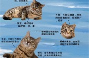 中国猫的品种(中国猫的起源)