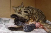 猫几个月生小猫(猫第一次发情多久后可以生小猫)