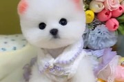 博美犬价格图片,一只小博美犬多少钱