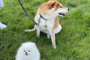 博美好养吗缺点有哪些,博美好养吗,柴犬优缺点分析