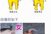 母猫有经期么,母猫咪会有月经吗