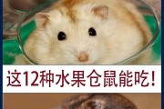 仓鼠可以吃的水果蔬菜大全,仓鼠可以吃的水果有哪些