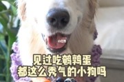 狗能吃鹌鹑蛋吗有毒吗,狗可以吃鹌鹑蛋白吗