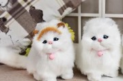 猫能看见什么颜色的玩具,猫能看见什么颜色会吓