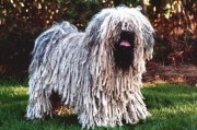 波利犬为什么禁养,波利犬多少钱一只