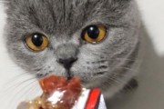 猫可以吃辣吗微辣,猫可以吃辣条吗