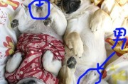 狗为什么能和人卡在一起,小狗分辨雌雄图片