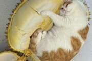 我家猫吃榴莲,猫吃榴莲正常吗