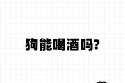 狗能喝啤酒嘛,狗狗可以喝啤酒吗