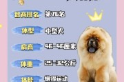 松狮多少钱一只 幼犬,松狮多少钱一只 纯种