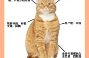 适合橘猫的名字大全,适合橘猫的名字叠字