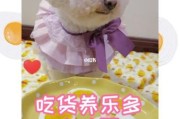 比熊可以吃鸡蛋吗？了解鸡蛋对比熊的健康益处