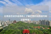 比熊适合初学者养吗（了解比熊的饲养技巧和注意事项）