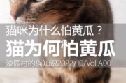 听说猫怕黄瓜是真的吗,猫怕黄瓜 知乎